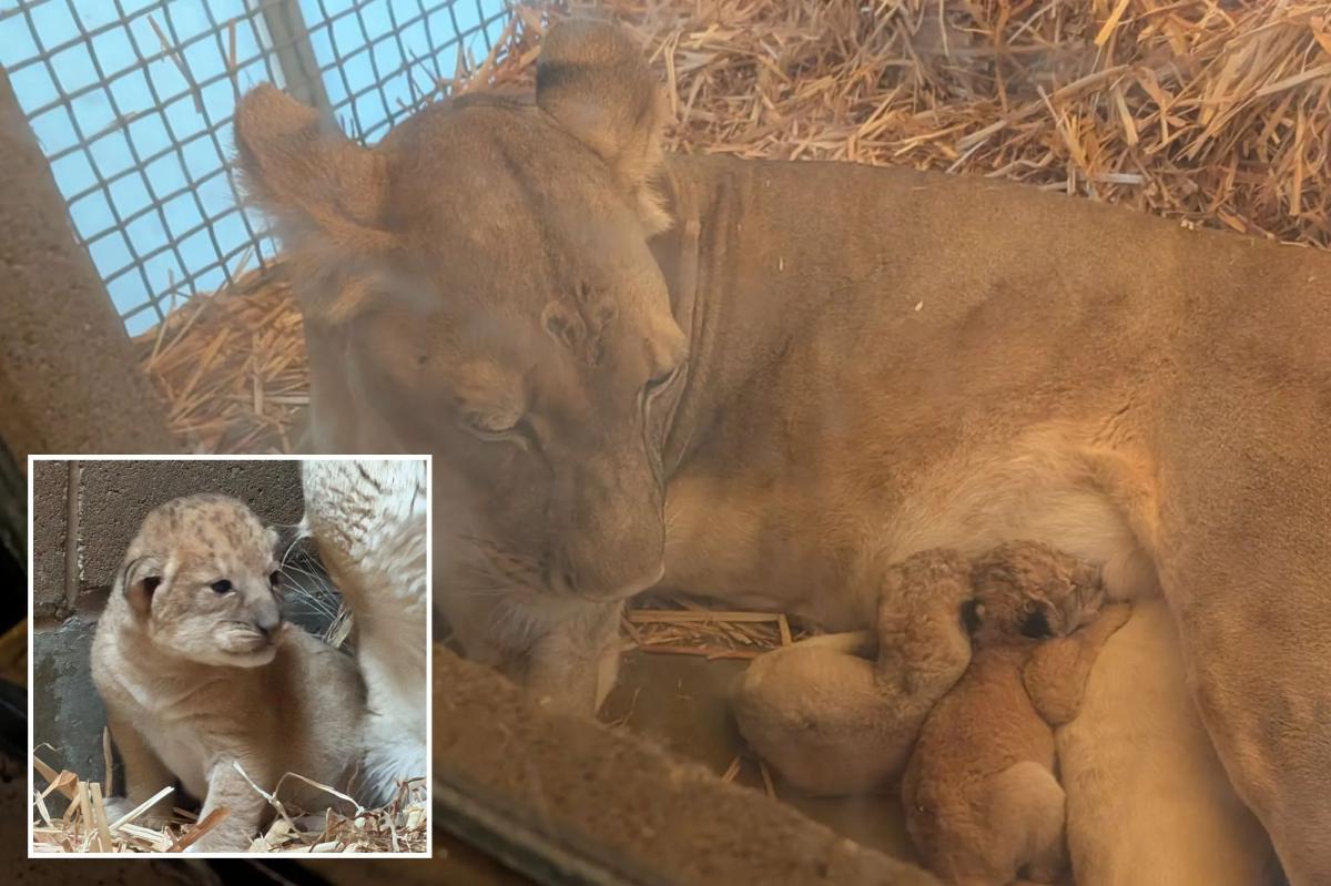 Fresno Chaffee Zoo lion gives birth to 2 cubs on 4th of July