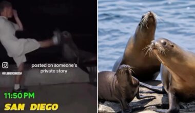 Feds hunt sicko who battered sea lion at La Jolla Cove near San Diego