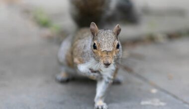 Rabid House Cat Euthanized | Teens Shoot At Car: Police | Squirrel Attacks Several People: Patch PM