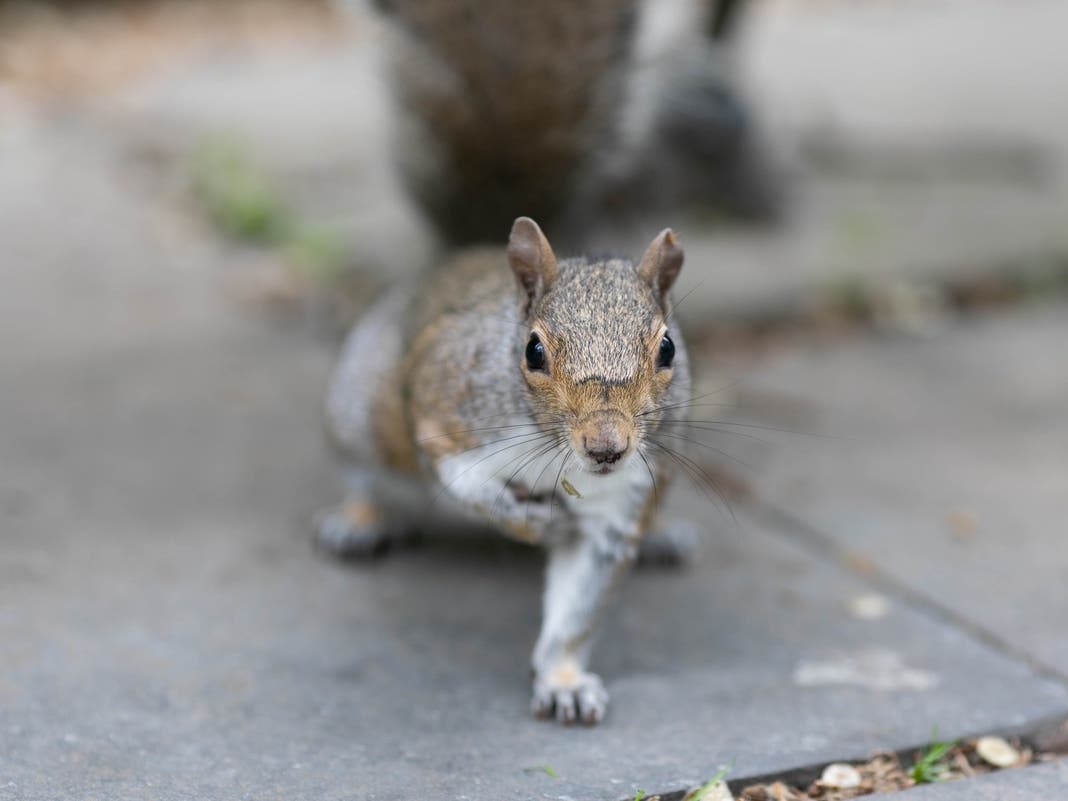Rabid House Cat Euthanized | Teens Shoot At Car: Police | Squirrel Attacks Several People: Patch PM