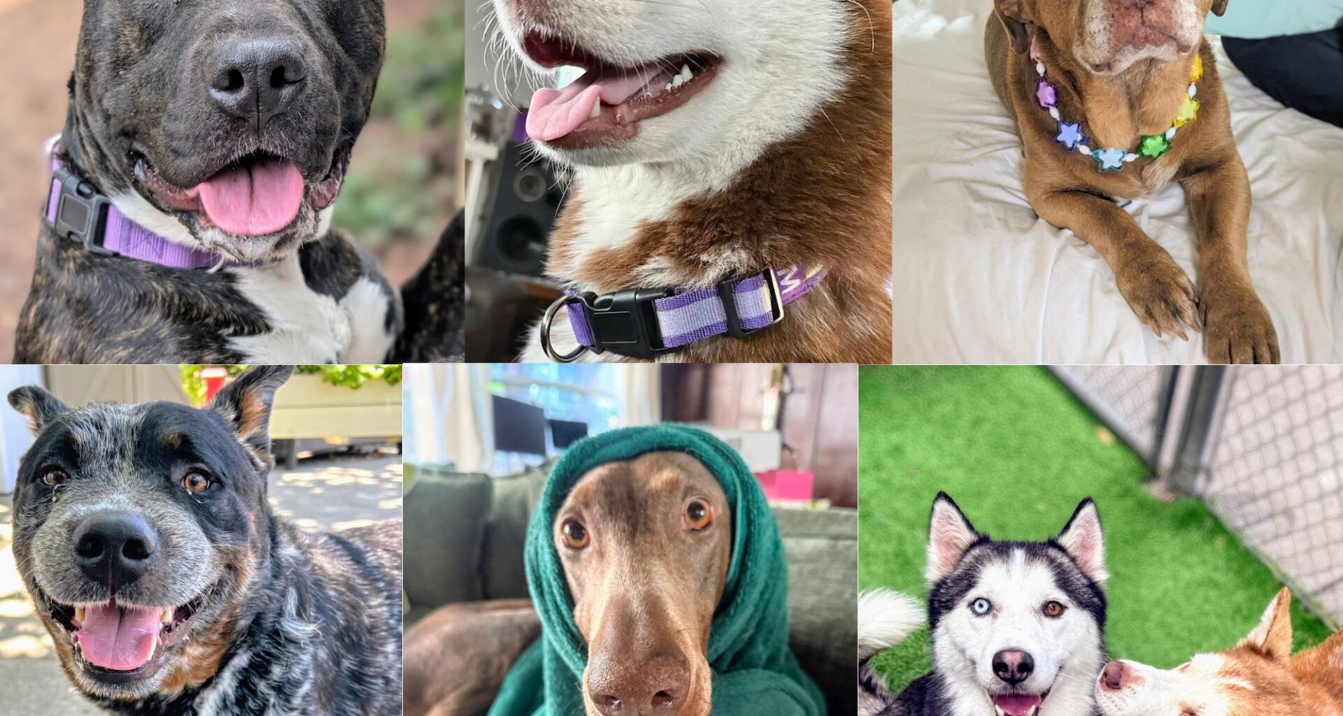 Big dogs need forever homes. Adopt for free in Oakland this weekend