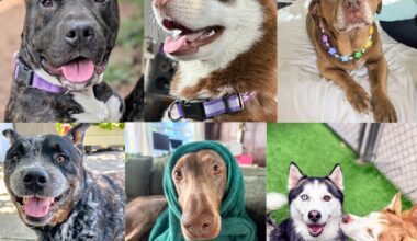 Big dogs need forever homes. Adopt for free in Oakland this weekend