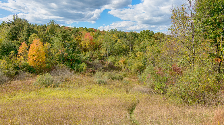 A trail running through a meadow and into the forest near Lake Orion, Michigan