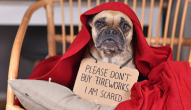 Pet Safety Tips For Fourth Of July Holiday In Los Angeles County