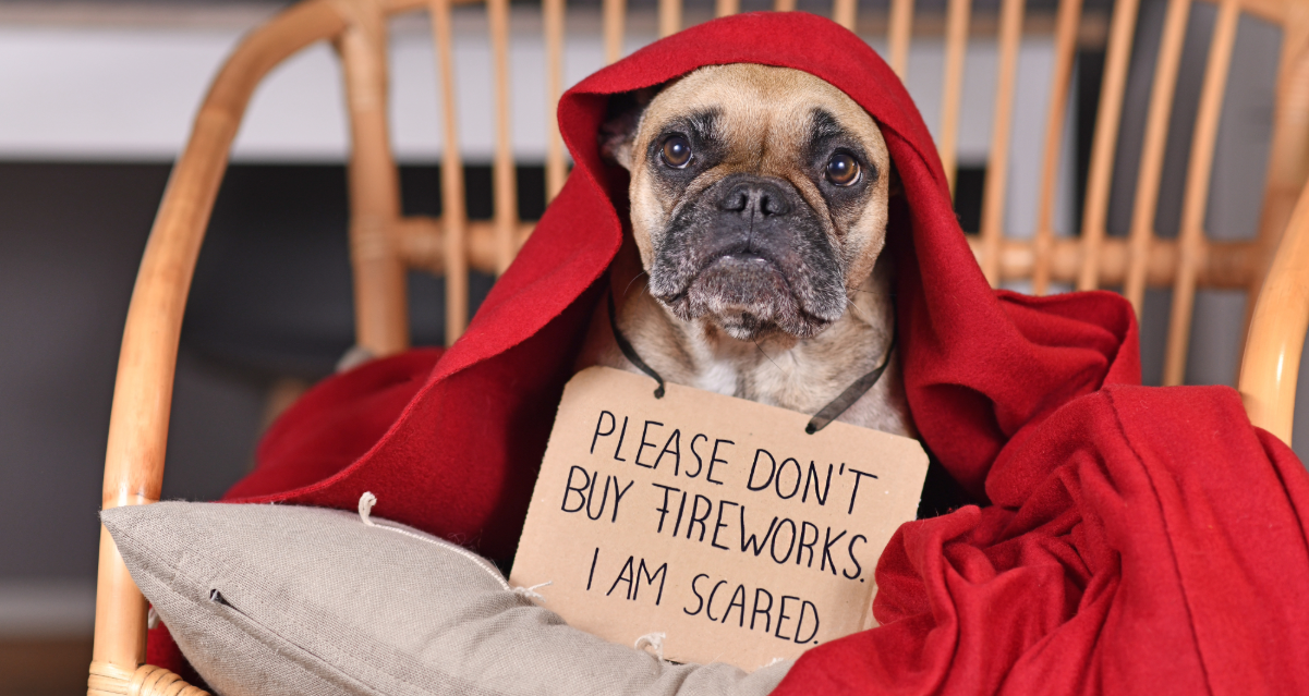 Pet Safety Tips For Fourth Of July Holiday In Los Angeles County