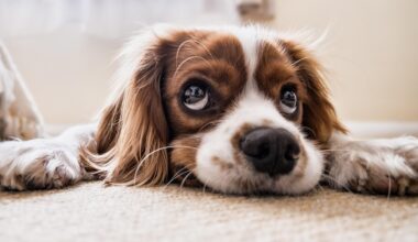 Pet Safety Tips for the Fourth of July Holiday Weekend