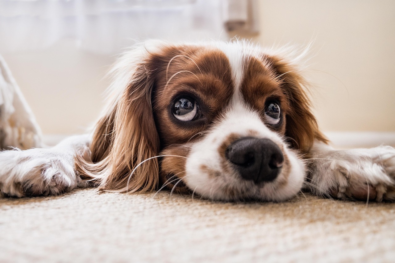 Pet Safety Tips for the Fourth of July Holiday Weekend