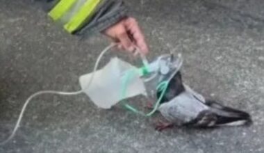 Oakland fire crew goes viral for helping stricken pigeon
