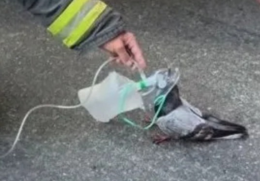 Oakland fire crew goes viral for helping stricken pigeon