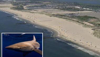 Shark spotted by Long Island swimmers closes beaches on 90-degree day