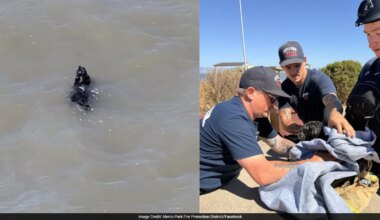 Firefighters Rescue Dog Missing For Weeks, Found Swimming In San Francisco Bay