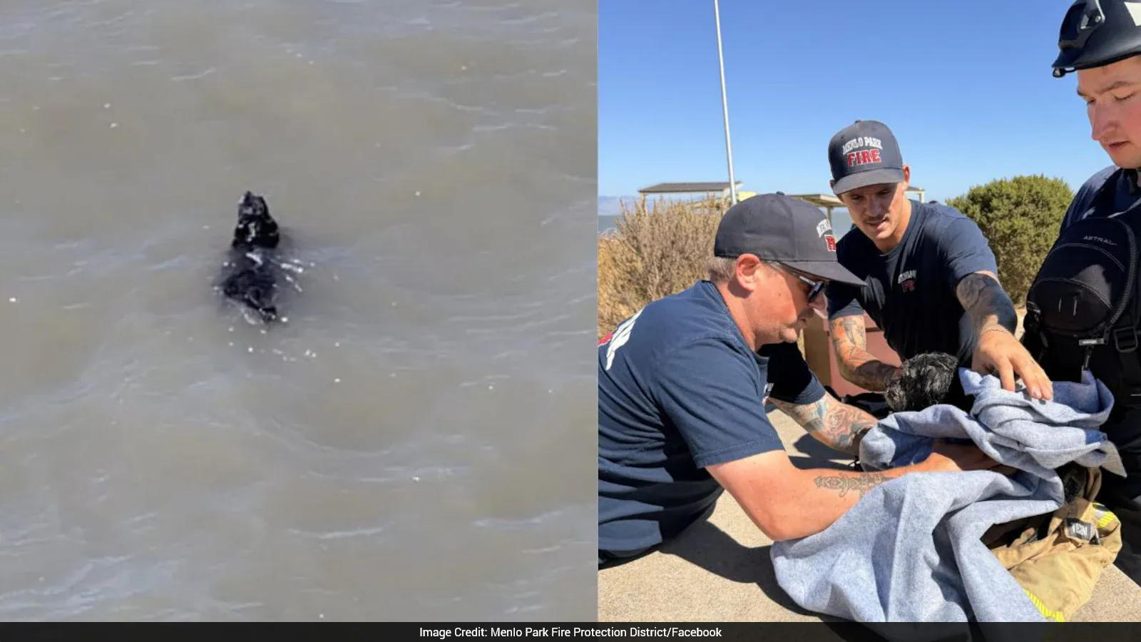 Firefighters Rescue Dog Missing For Weeks, Found Swimming In San Francisco Bay