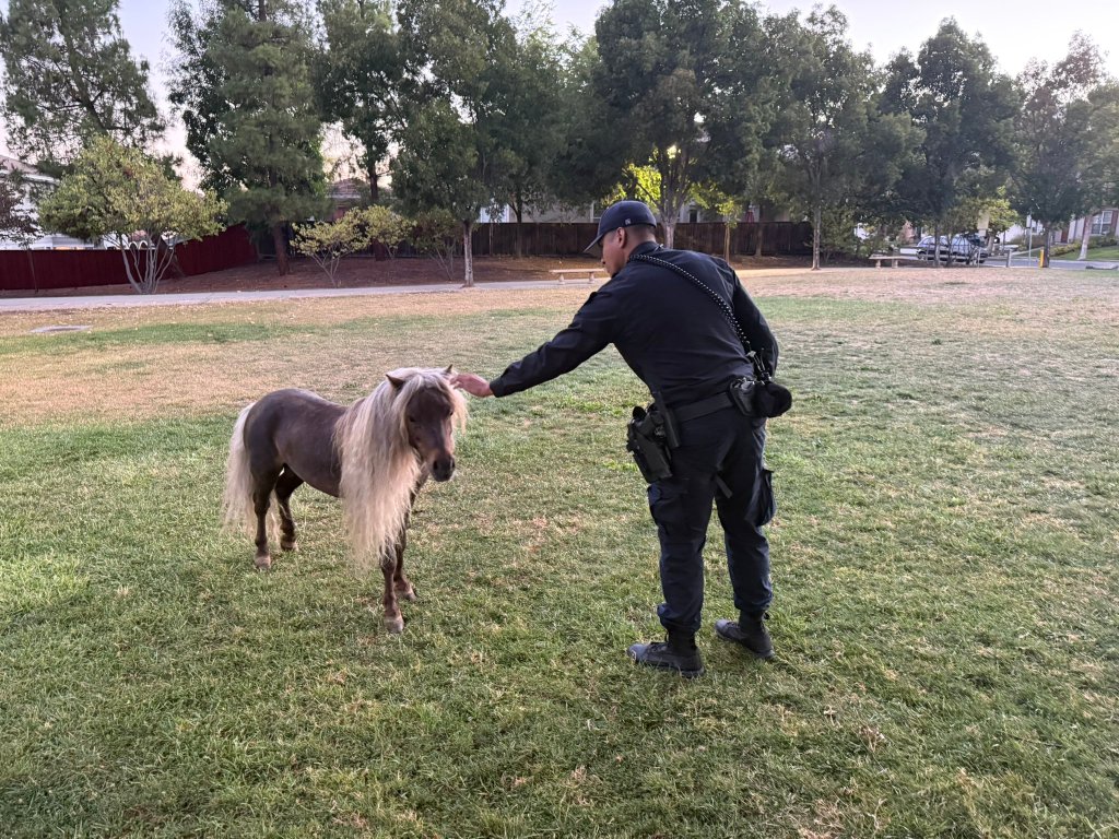 Police officer petting a Shetland pony in a grassy field.