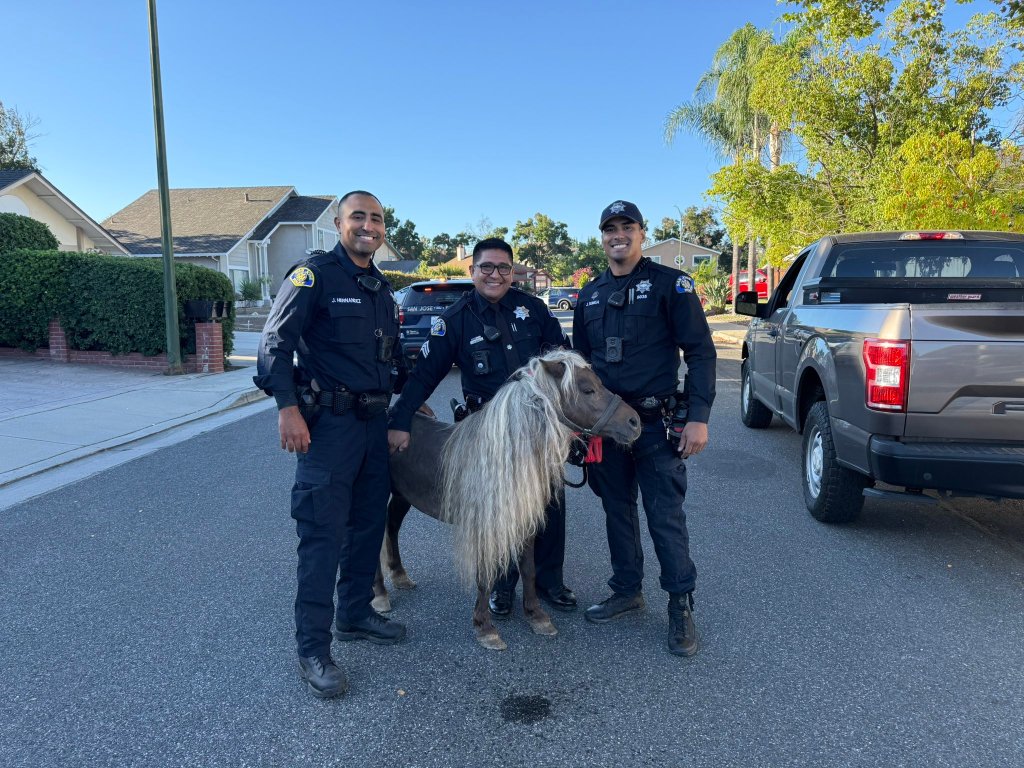 Three police officers standing in a residential street with a Shetland pony.