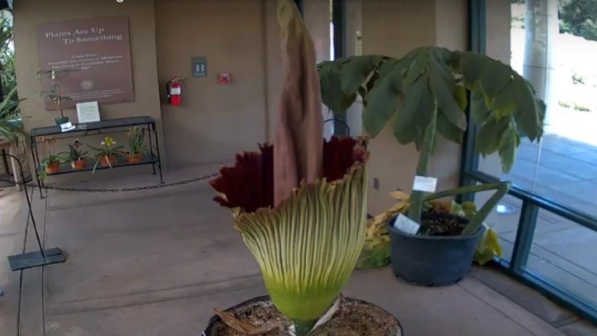 Two stinky corpse flowers are blooming at The Huntington – NBC Los Angeles