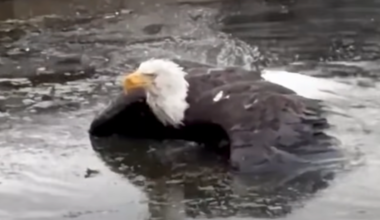 Injured Big Bear bald eagle rescued by Los Angeles wildlife officials