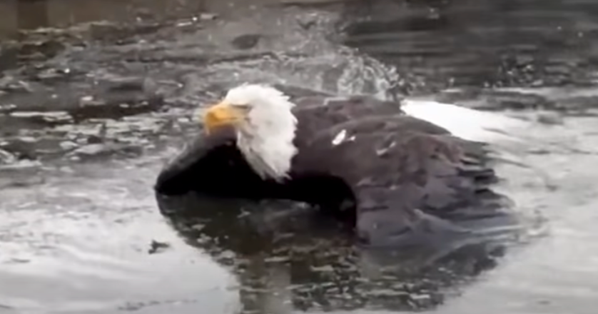Injured Big Bear bald eagle rescued by Los Angeles wildlife officials