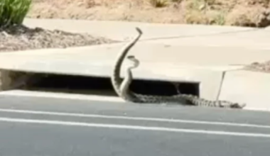 Watch: Rattlesnakes ‘dance’ near California storm drain amid regional bite surge
