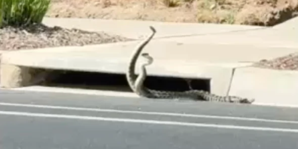 Watch: Rattlesnakes ‘dance’ near California storm drain amid regional bite surge