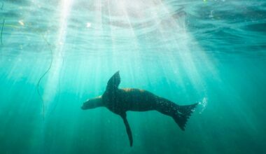 A sea lion swims over sea grass in San Diego's La Jolla Cove on Oct. 10, 2023. (AP Photo/Gregory Bull, File)