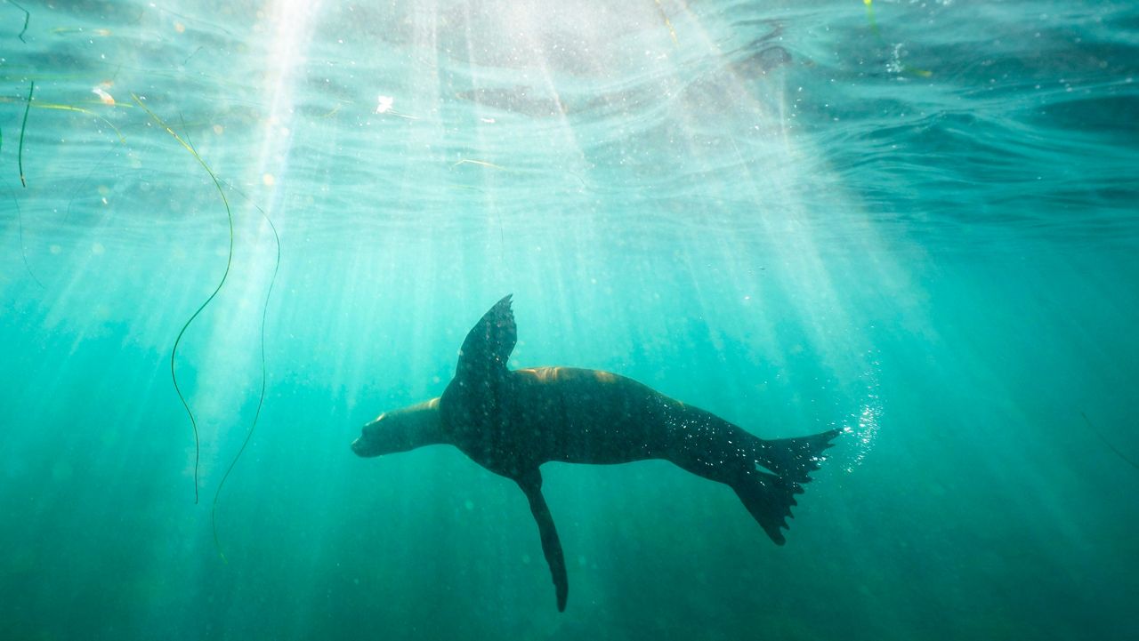 A sea lion swims over sea grass in San Diego's La Jolla Cove on Oct. 10, 2023. (AP Photo/Gregory Bull, File)