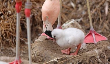 Flamingos Thriving at SF Zoo After Hatching of First Four Chicks In Nine Years