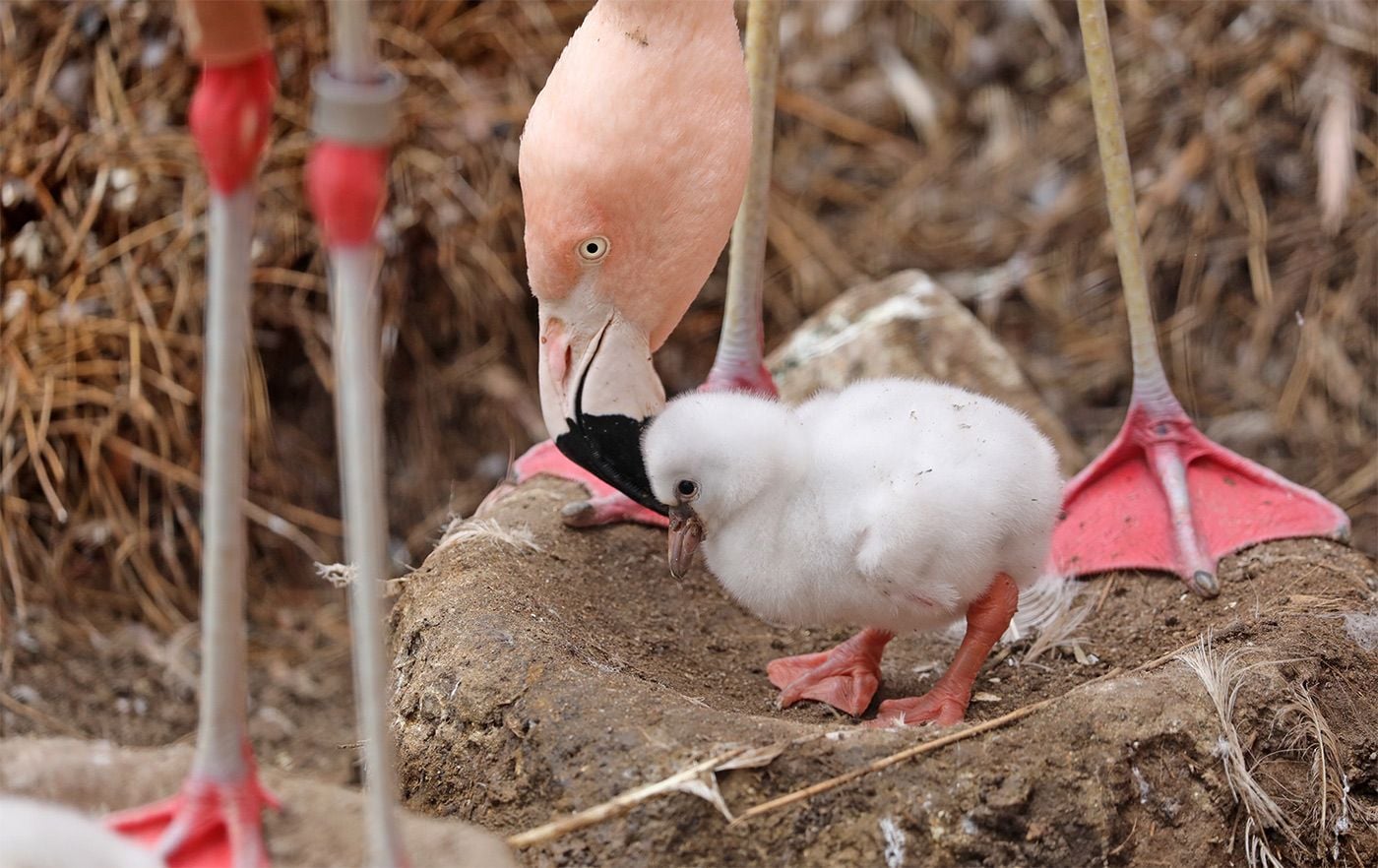 Flamingos Thriving at SF Zoo After Hatching of First Four Chicks In Nine Years