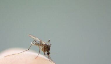 West Nile Virus Detected In Seal Beach Mosquitoes