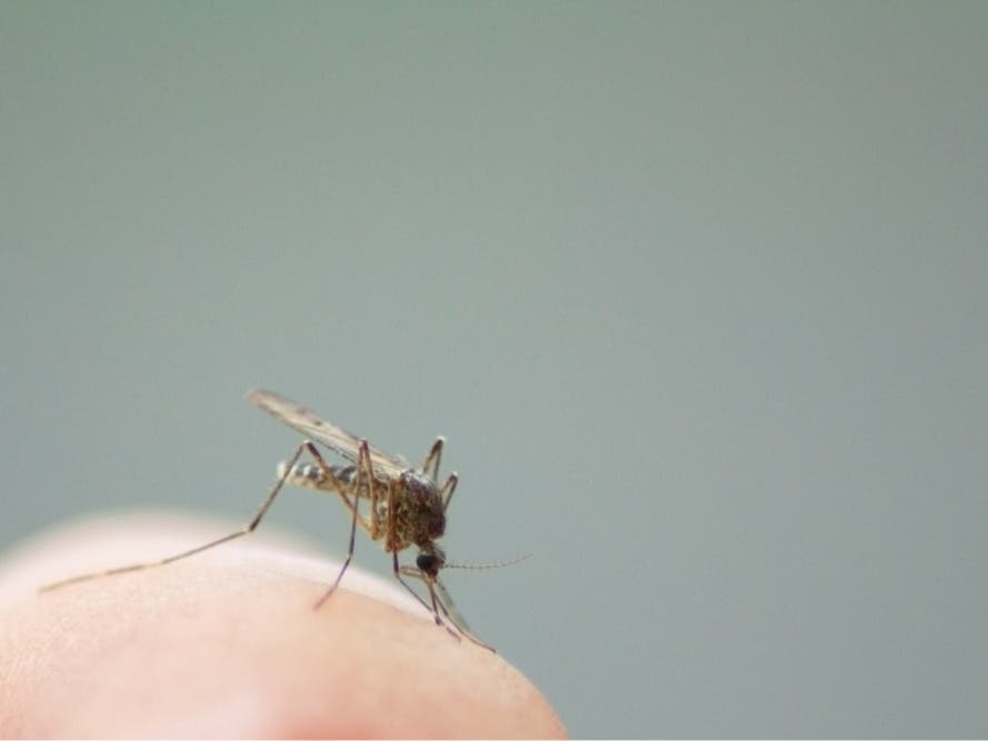 West Nile Virus Detected In Seal Beach Mosquitoes