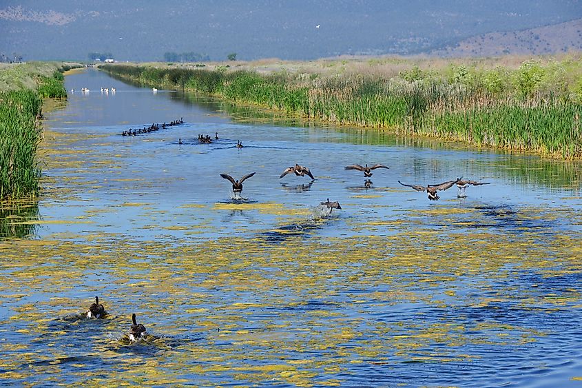 The Tule Lake National Wildlife Refuge is rich in avian diversity.