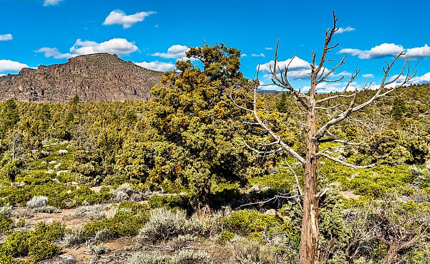 The forested landscape of the Klamath National Forest, California.