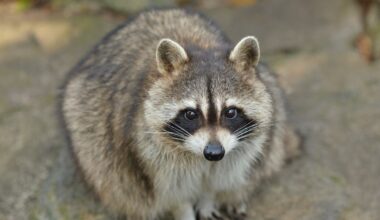 Oakland Officials Urge Rabies Awareness Following Resident's Raccoon Bite