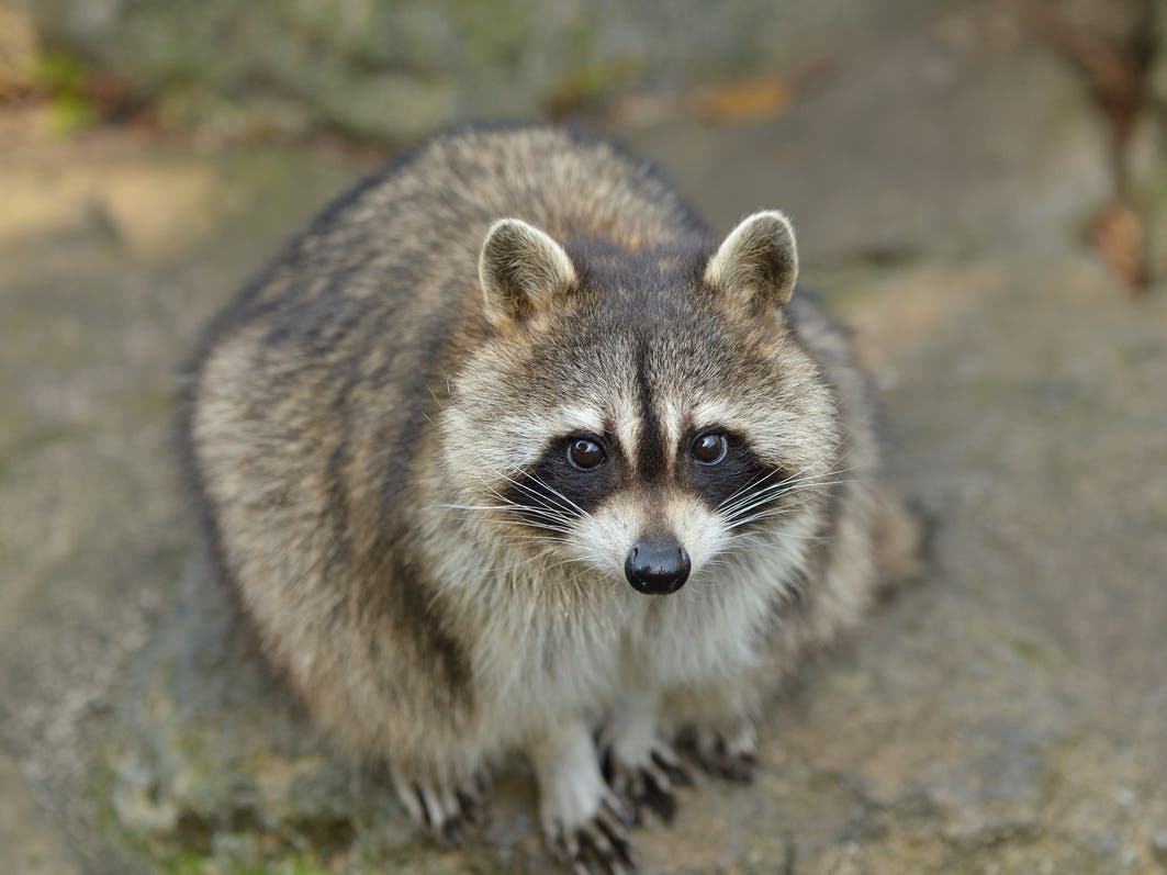Oakland Officials Urge Rabies Awareness Following Resident's Raccoon Bite