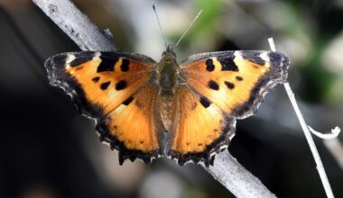 Why Millions Of Butterflies Are Fluttering Around NorCal This Summer