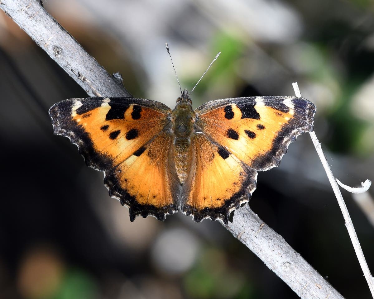 Why Millions Of Butterflies Are Fluttering Around NorCal This Summer