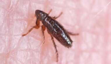 Typhus Cases Reach All-Time High As New Outbreak Sickens 5 In LA County