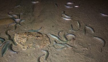 Grunion Run: Tiny Edible Fish To Invade San Diego Beaches This Week. Here's Where