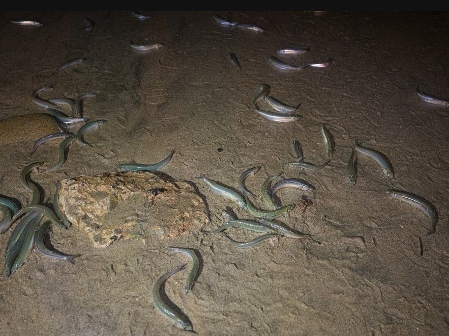Grunion Run: Tiny Edible Fish To Invade San Diego Beaches This Week. Here's Where