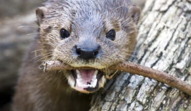 These Bay Area River Otters Have Developed A Taste for Pelicans: Report