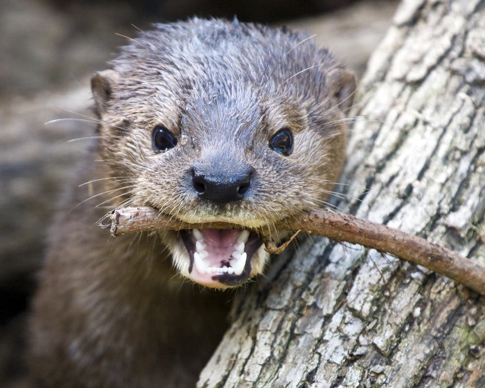 These Bay Area River Otters Have Developed A Taste for Pelicans: Report