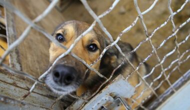 County Supervisors Back Effort To Help Abused Animals Reach Permanent Homes Faster