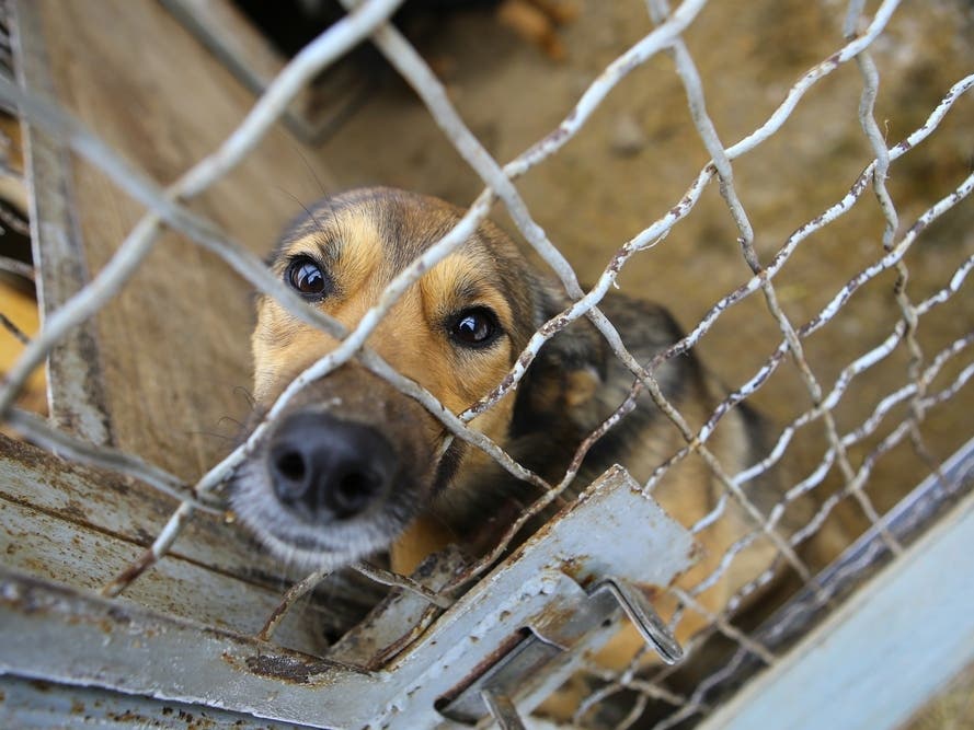 County Supervisors Back Effort To Help Abused Animals Reach Permanent Homes Faster