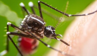 West Nile Mosquito Invasion 'Off-The-Charts' In OC: What To Know