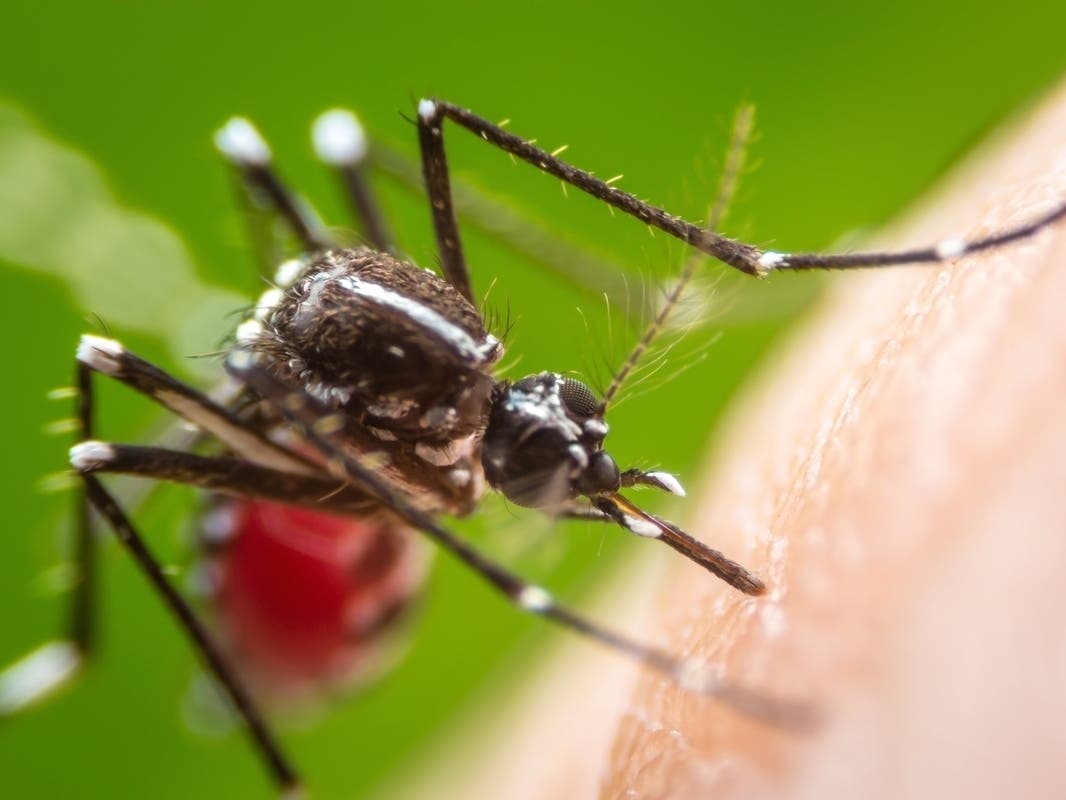 West Nile Mosquito Invasion 'Off-The-Charts' In OC: What To Know