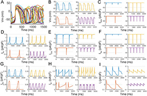 Huge variability captured in simulated iPSC-derived cardiomyocyte populations