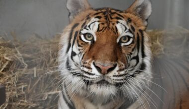 Oakland Zoo welcomes new tiger rehabilitated after rescue from notorious Northern California sanctuary