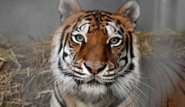Five Tigers Rescued From Oroville 'Joe Exotic' Situation Land at Oakland Zoo