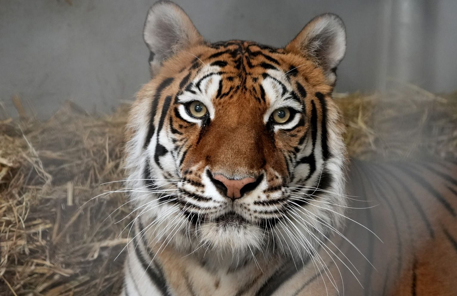 Five Tigers Rescued From Oroville 'Joe Exotic' Situation Land at Oakland Zoo