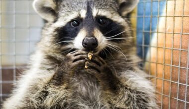 Raccoon Lived Inside Bay Area Apartment Wall For Months, Gave Birth To Litter: Report