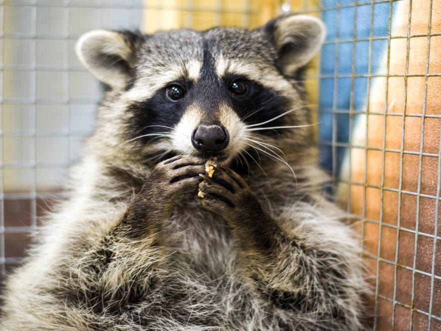 Raccoon Lived Inside Bay Area Apartment Wall For Months, Gave Birth To Litter: Report